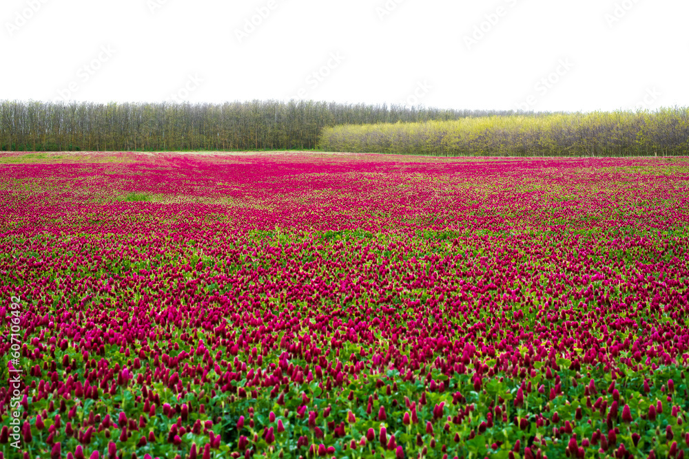 Landscape. Trifolium incarnatum, crimson clover or Italian clover. Field of flowering crimson clovers (Trifolium incarnatum) in spring rural landscape. Landscape. Trifolium incarnatum, crimson clover or Italian clover. Field of flowering crimson clovers (Trifolium incarnatum) in spring rural landscape.