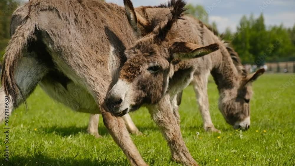 Donkeys graze in the spring meadow near the farm. Donkeys graze in the spring meadow near the farm.