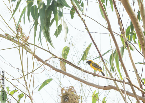 Asian golden weaver
