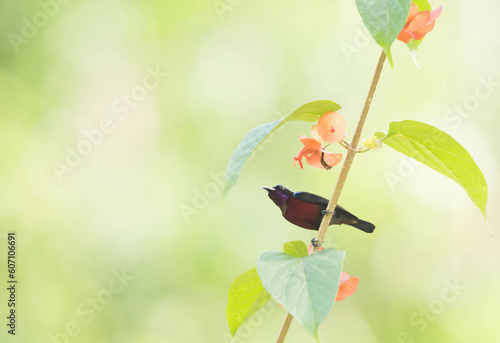 Van Hasselt’s Sunbird