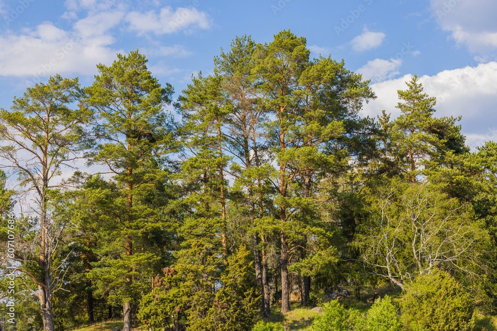 Fototapeta premium Beautiful view of pine trees forest against blue sky with white clouds on summer day. Sweden.