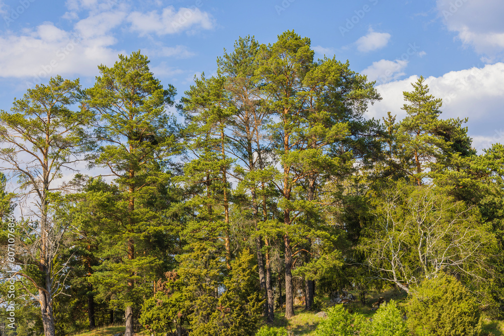 Beautiful view of pine trees forest against blue sky with white clouds on summer day. Sweden.