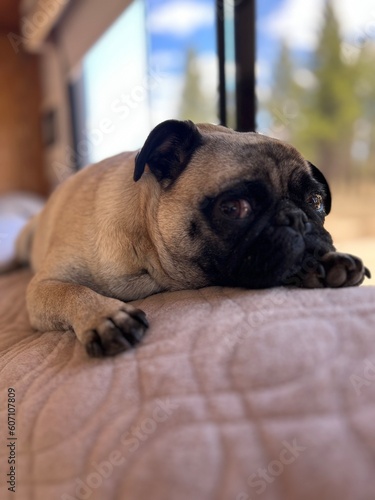 pug puppy closeup