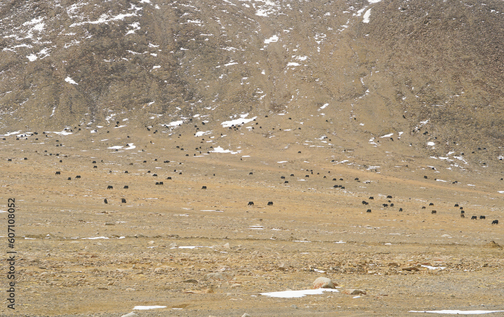 peaceful wid life in himalaya mountain area, view from ladakh, india peaceful wid life in himalaya mountain area, view from ladakh, india