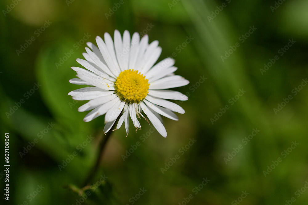 Obraz premium Fleur de pâquerette