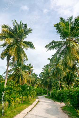 Hike along the jungle trail lined with palm trees and lots of greenery on La Digue Island in the Seychelles © Ivan
