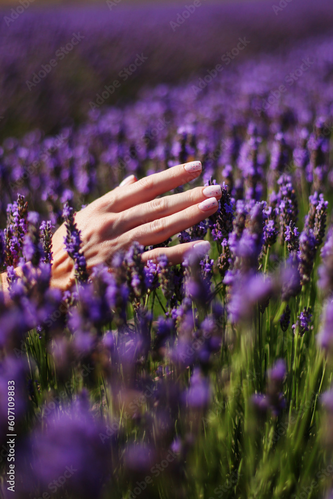 Beautiful young woman touching lavender in field on summer day Beautiful young woman touching lavender in field on summer day