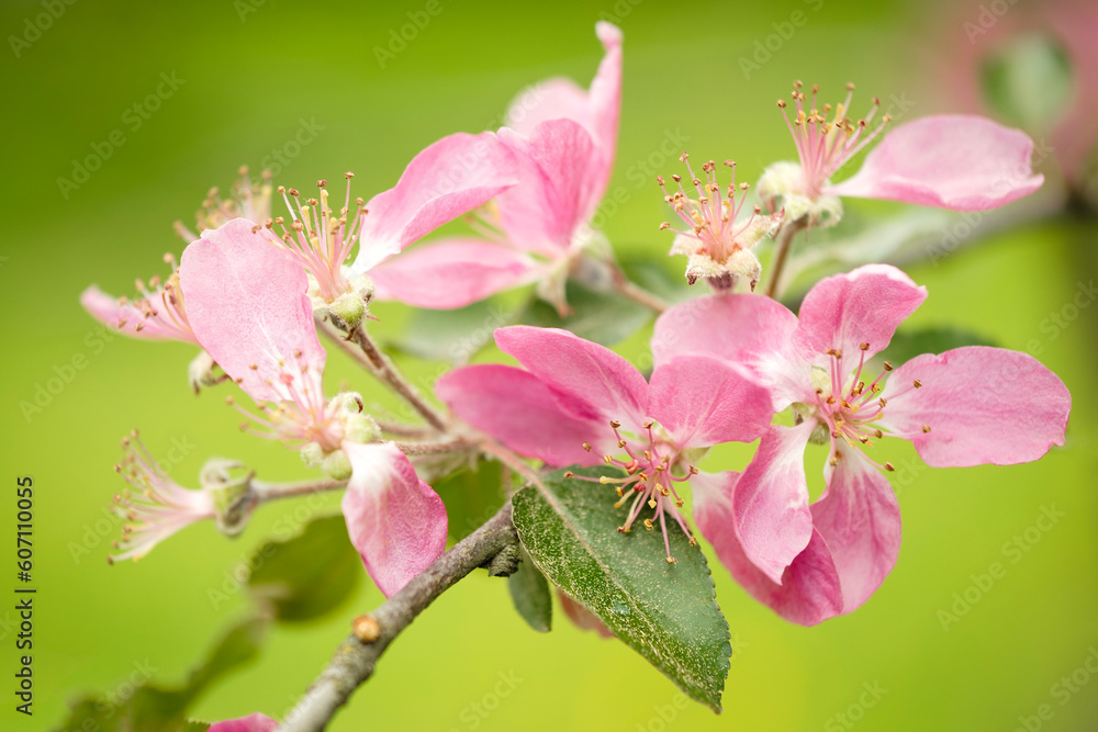 Spring Cherry blossoms, pink flowers. the cherry blossoms are in full bloom, spring flower background Spring Cherry blossoms, pink flowers. the cherry blossoms are in full bloom, spring flower background