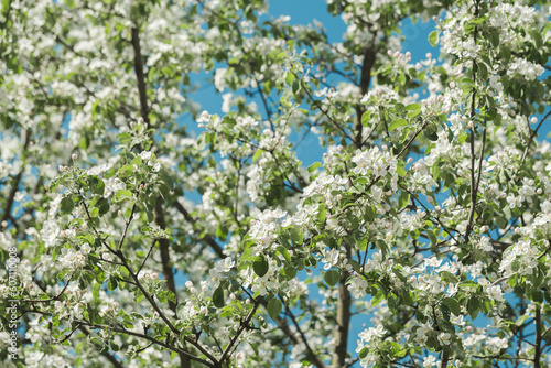 Flowering trees in the spring. Selective focus. spring background