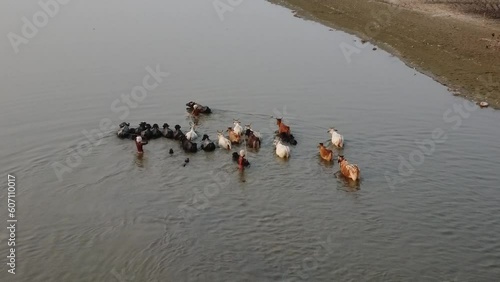 drone filming at sunset, cows ford the sacred river yamuna in vrindavan in india photo