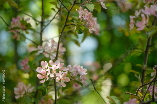 Spring Cherry blossoms, pink flowers. the cherry blossoms are in full bloom, spring flower background © Aleksandr Matveev