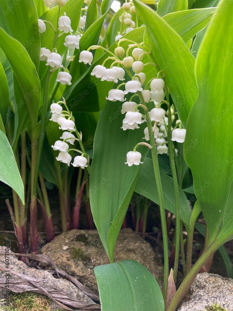 Obraz premium Sprigs of lily of the valley with their foliage above a dry stone wall