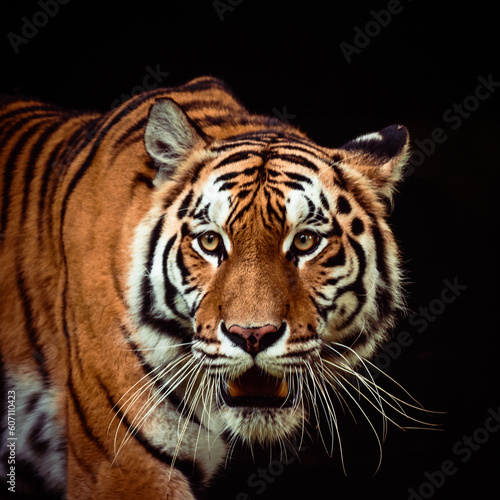 Portrait of a tiger © Alireza