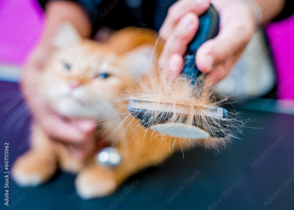 Groomer cutting a beautiful red cat at grooming salon. - obrazy, fototapety, plakaty 