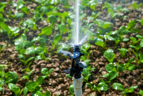 Automated sprinkler irrigation system and sprinkler heads in farm field outdoors