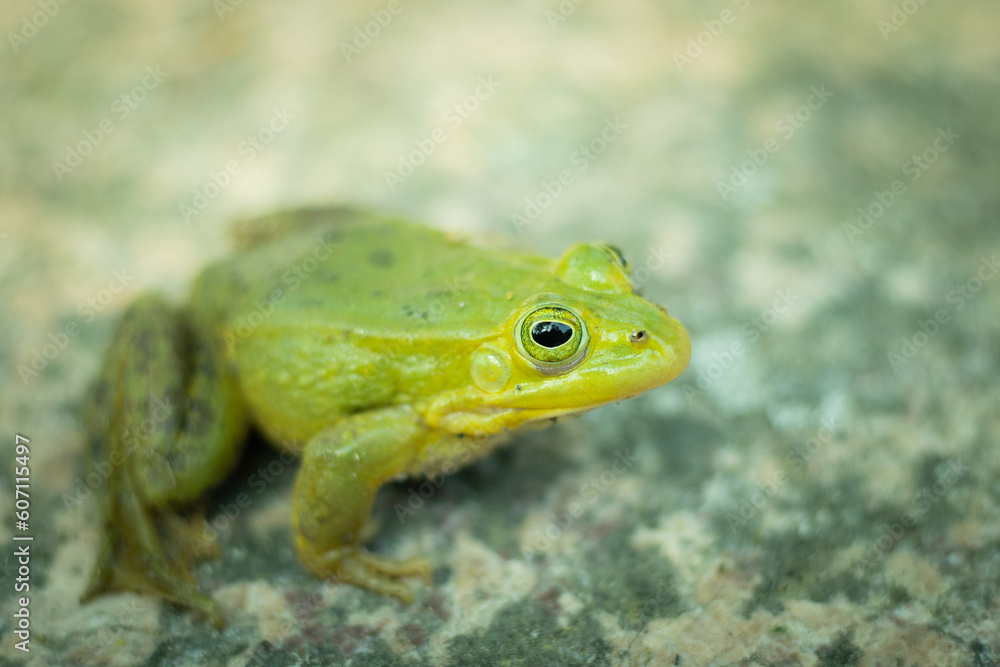 A green frog is sitting on a rock. Green frog sitting on a rock surrounded by vegetation. A frog in its natural environment. Ecologically clean environment A green frog is sitting on a rock. Green frog sitting on a rock surrounded by vegetation. A frog in its natural environment. Ecologically clean environment
