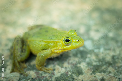 A green frog is sitting on a rock. Green frog sitting on a rock surrounded by vegetation. A frog in its natural environment. Ecologically clean environment