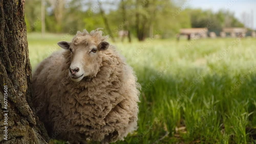 Sheep graze in the meadow near the farm in spring. Sheep graze in the meadow near the farm in spring.
