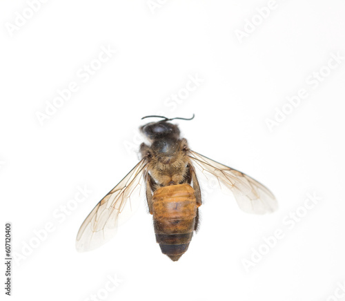 Close up bee isolated on white background