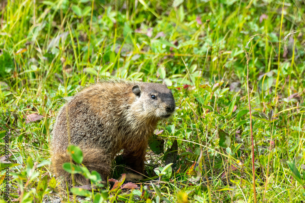 Marmot in meadow in Wood Bison National Park, Canada Marmot in meadow in Wood Bison National Park, Canada