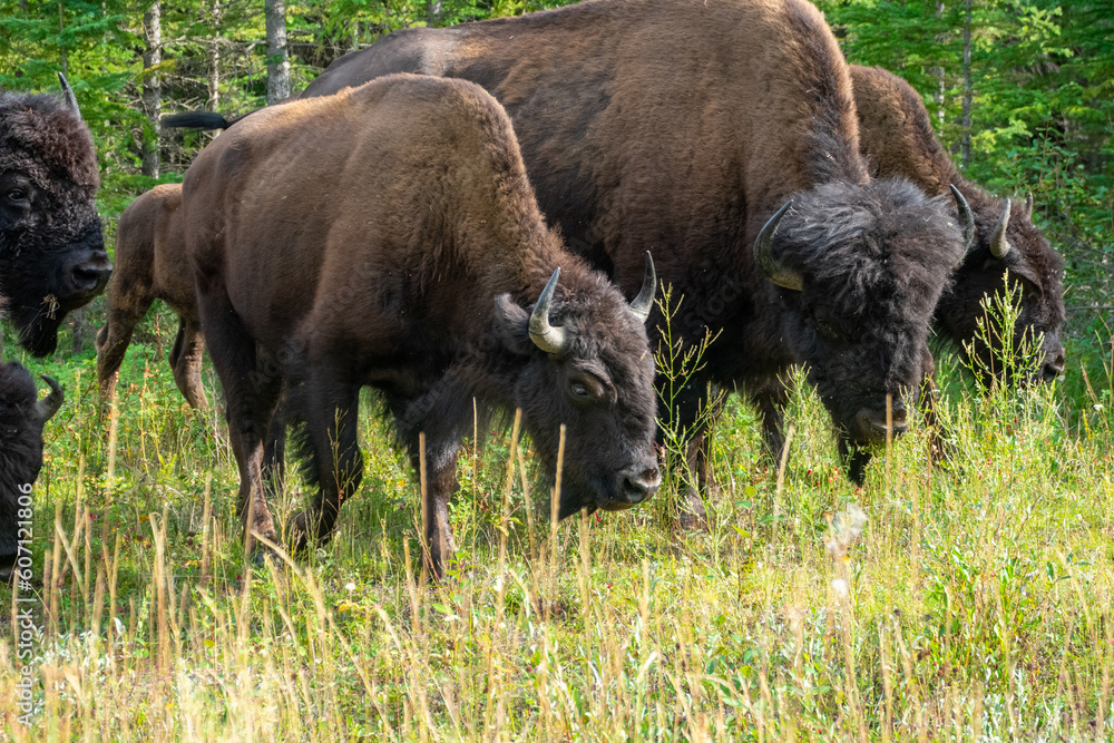 Wood Bison in Wood Bison National Park, Canada Wood Bison in Wood Bison National Park, Canada