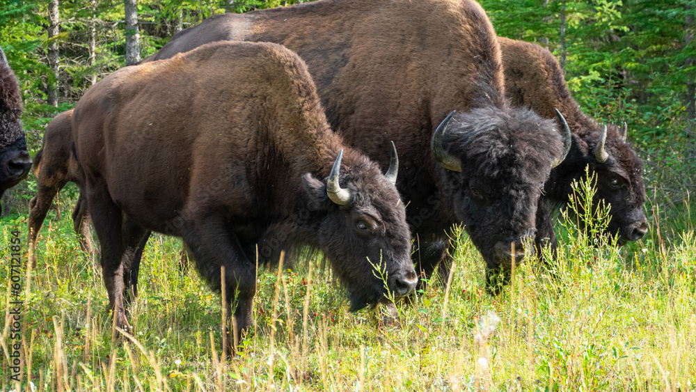Wood Bison in Wood Bison National Park, Canada Wood Bison in Wood Bison National Park, Canada