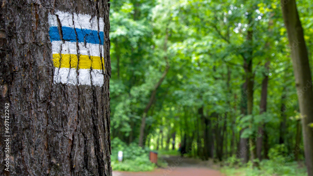 Oznaczenie żółtej oraz niebieskiej drogi rowerowej na pniu drzewa. W tle fragment leśnej trasy - obrazy, fototapety, plakaty 