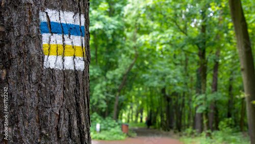 Oznaczenie żółtej oraz niebieskiej drogi rowerowej na pniu drzewa. W tle fragment leśnej trasy