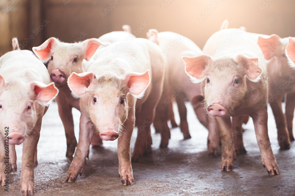 pig farming industry fattening pigs for consumption of meat , Pork is the food of the world's population. pig farming industry fattening pigs for consumption of meat , Pork is the food of the world's population.
