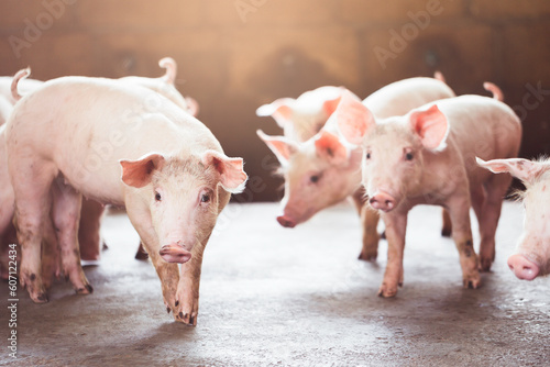 pig farming industry fattening pigs for consumption of meat , Pork is the food of the world's population.