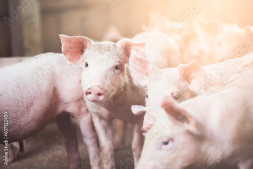 pig farming industry fattening pigs for consumption of meat , Pork is the food of the world's population.