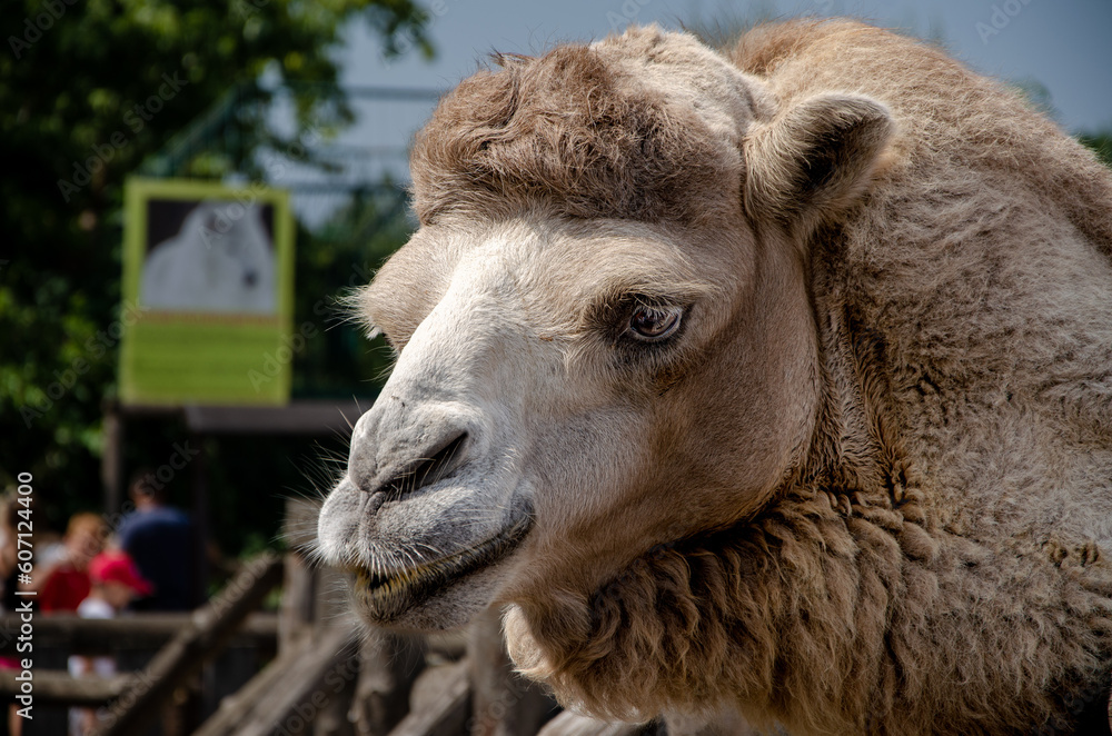 Photo of an animal taken at the zoo.