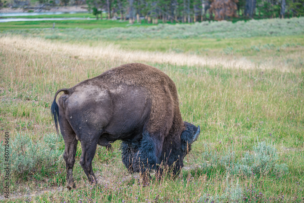 American Bison in the field of Yellowstone National Park, Wyoming American Bison in the field of Yellowstone National Park, Wyoming