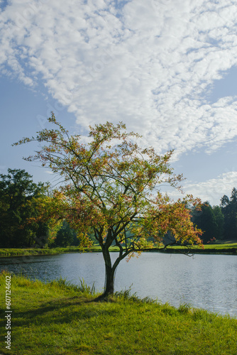 Pojedyncze drzewo nad parkowym jeziorem