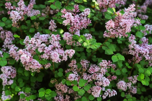 Tableau sur toile Syringa meyeri Palibin, Korean lilac