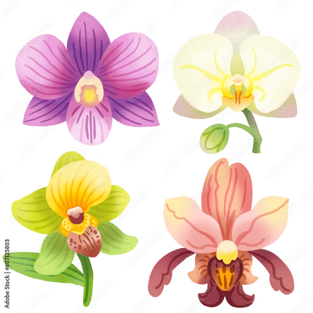 collection of Orchid