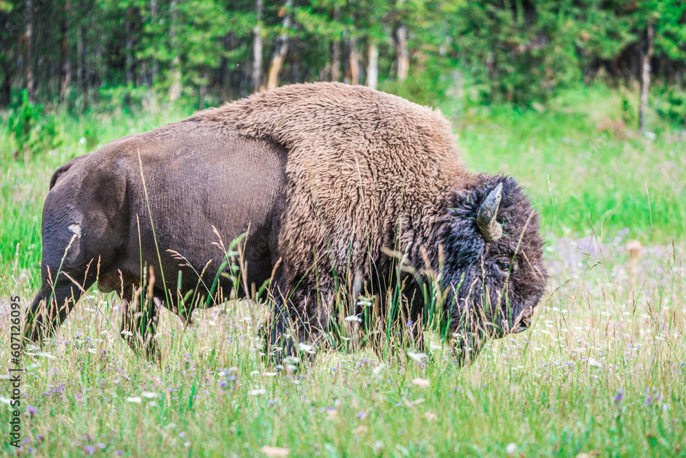 American Bison in the field of Yellowstone National Park, Wyoming American Bison in the field of Yellowstone National Park, Wyoming