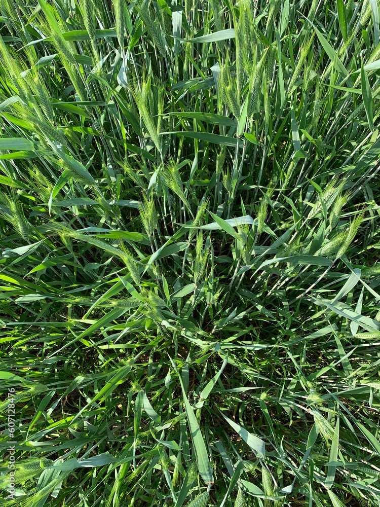 Obraz premium green pine needles