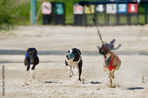  run, 3 dogs, lure, 5, whippets, greyhounds, betting, sprint, race, front view, dogs, competition, action, animal, animals, background, bet, bets, box, breed, canine, champion, championship, contest, 