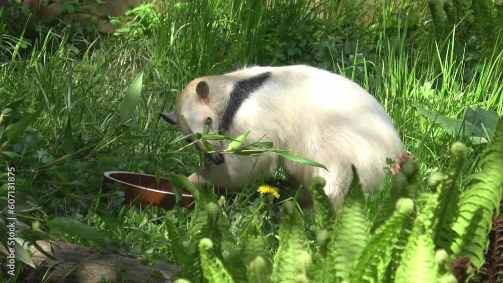 Southern anteater Tamandua tetradactyla on its home. Southern anteater Tamandua tetradactyla on its home.