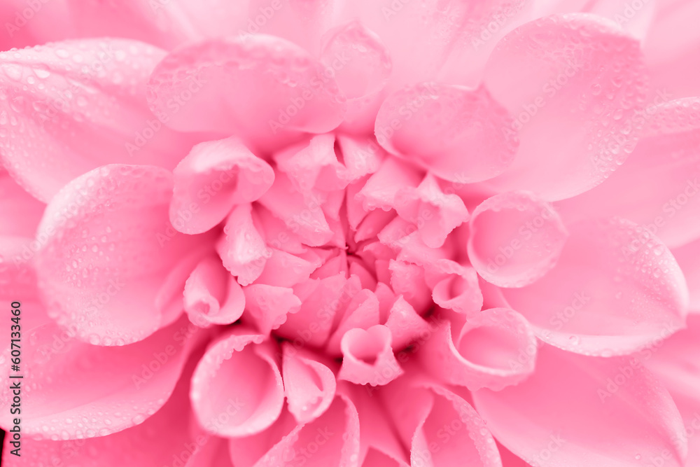 Close up core of fresh bright magenta dahlia in drops. Perfect for any design. Selective focus. Color of the year 2023