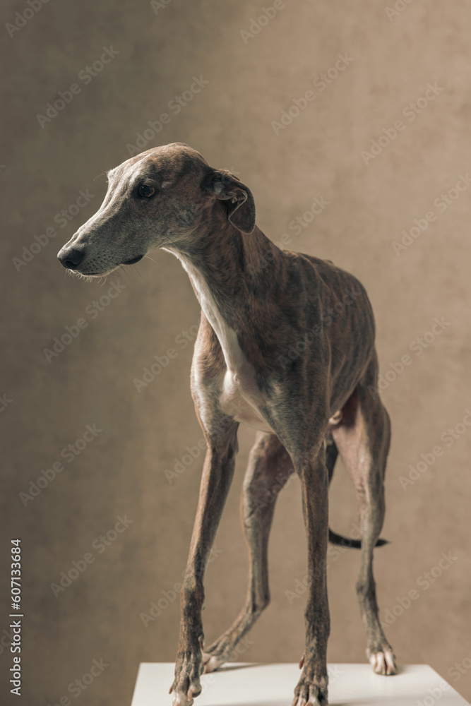 adorable greyhound dog with skinny legs looking to side and standing
