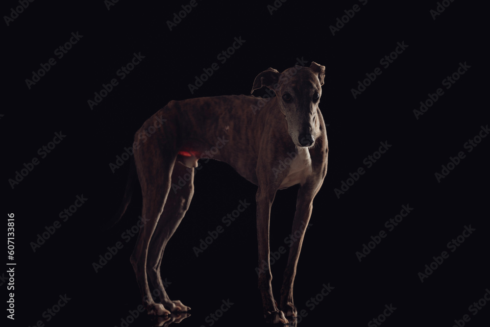 Fototapeta premium side view of skinny greyhound dog with long legs looking forward