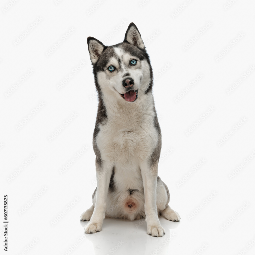 happy husky dog sticking out tongue, panting and looking forward happy husky dog sticking out tongue, panting and looking forward