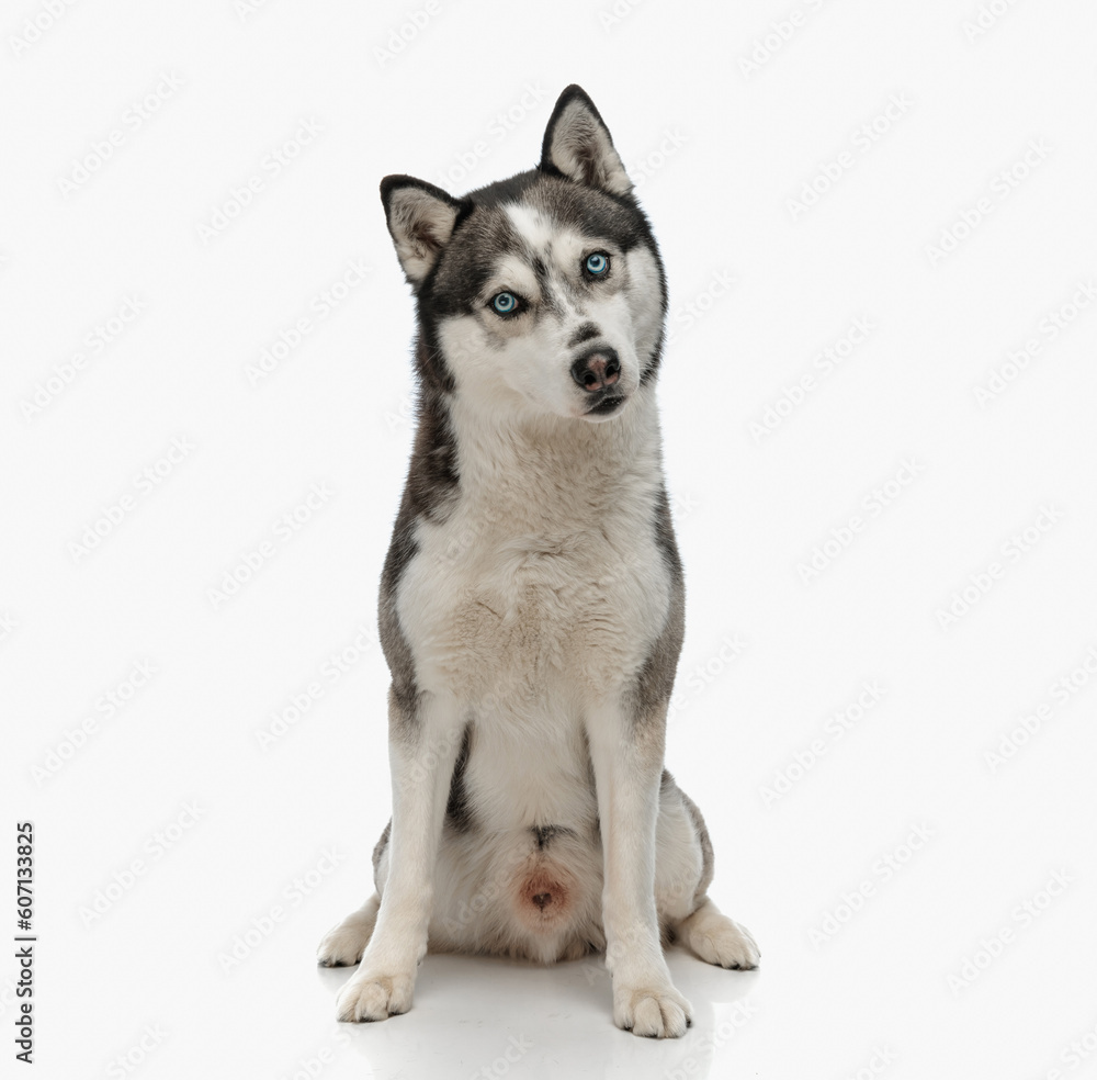 sweet little husky dog looking forward and sitting sweet little husky dog looking forward and sitting