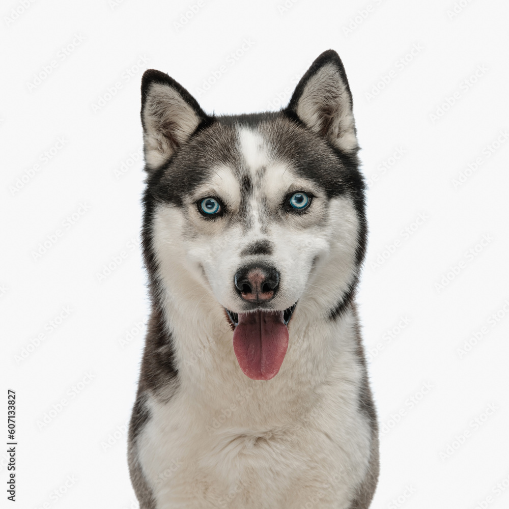 portrait of cute little husky puppy sticking out tongue and posing