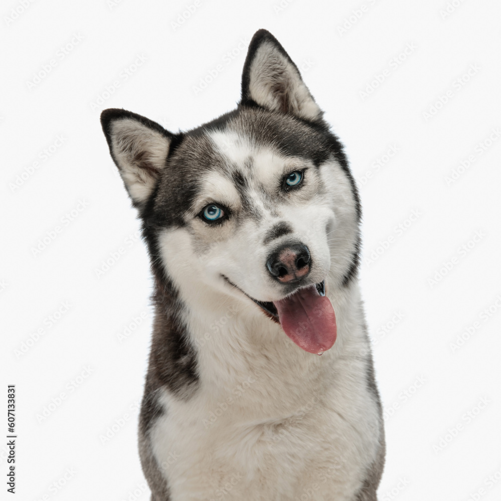 adorable husky dog looking forward and sticking out tongue