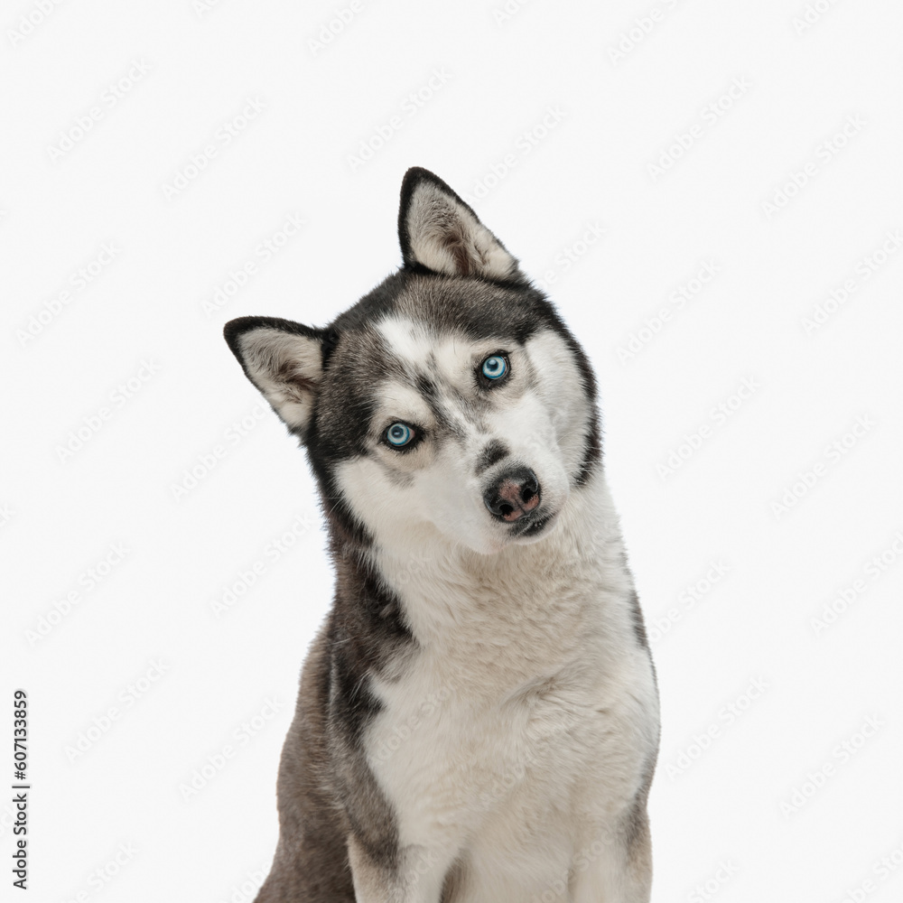 portrait of cute husky tilting head and looking forward while sitting portrait of cute husky tilting head and looking forward while sitting