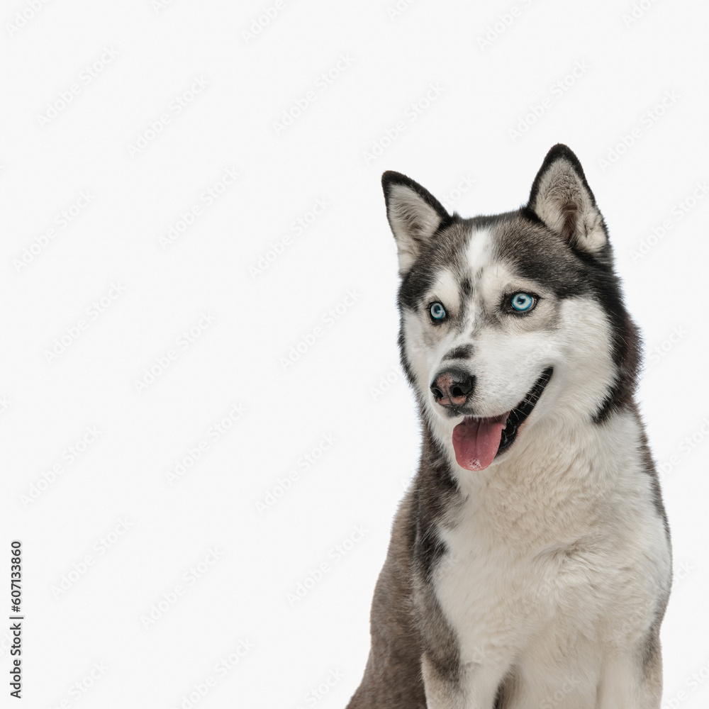 cute husky looking away and sticking out tongue while sitting
