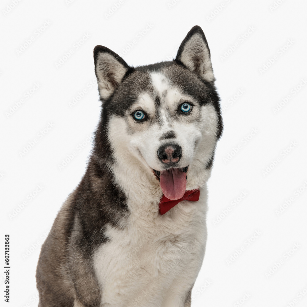 sweet little husky with red bowtie panting with tongue exposed